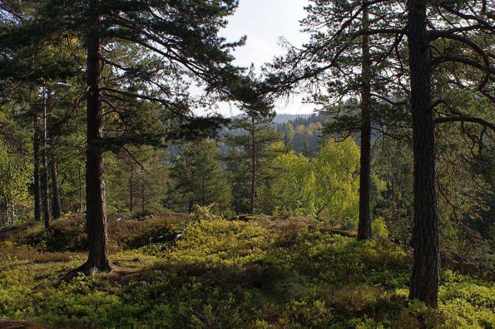 spring forest