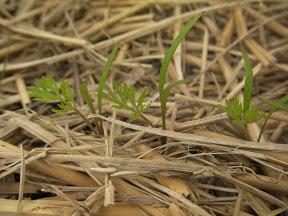 when sowing carrots begins in the spring