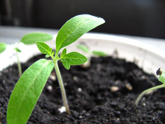 tomato seeds for seedlings