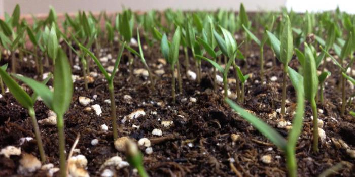 tomato seedlings