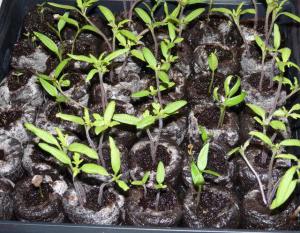 growing seedlings from seeds