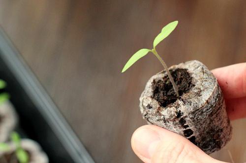 how to grow seedlings from seeds