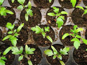 how to grow seedlings from seeds