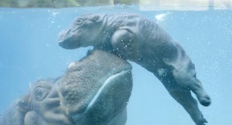 бегемоты рождаются под водой 