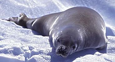 антарктический тюлень