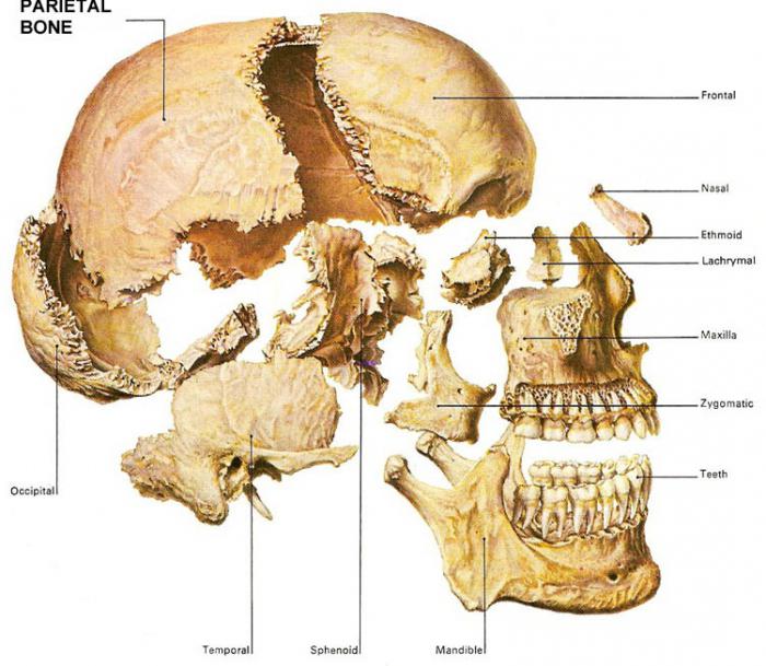 кости черепа анатомия на латинском