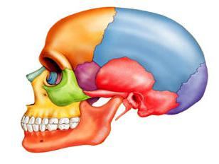 анатомия человека кости черепа