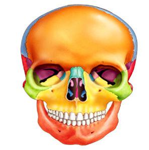 кости черепа анатомия 