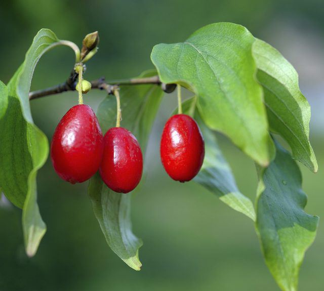 dogwood where it grows in Russia