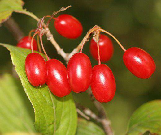 where dogwood grows in Russia photo