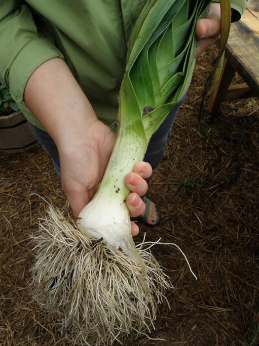Как правильно посадить лук порей в открытый грунт рассадой фото