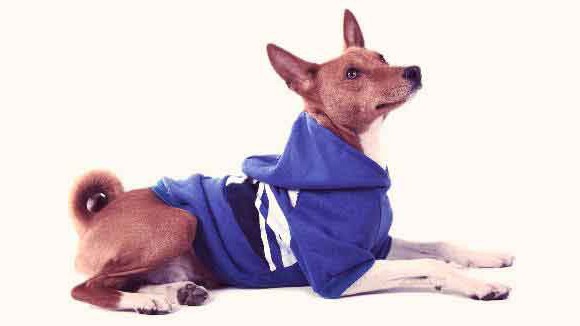 одежда аксессуары для собак