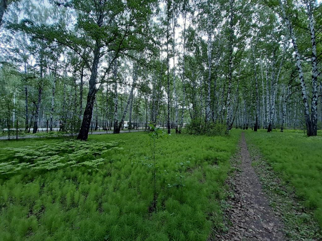 парки Тюмени