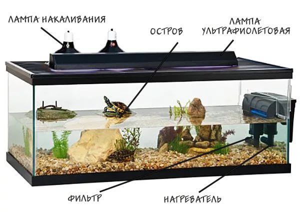 как кормить красноухую черепаху в домашних условиях