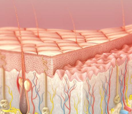 Слои эпидермиса
