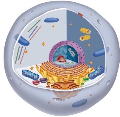 Where does protein synthesis take place?