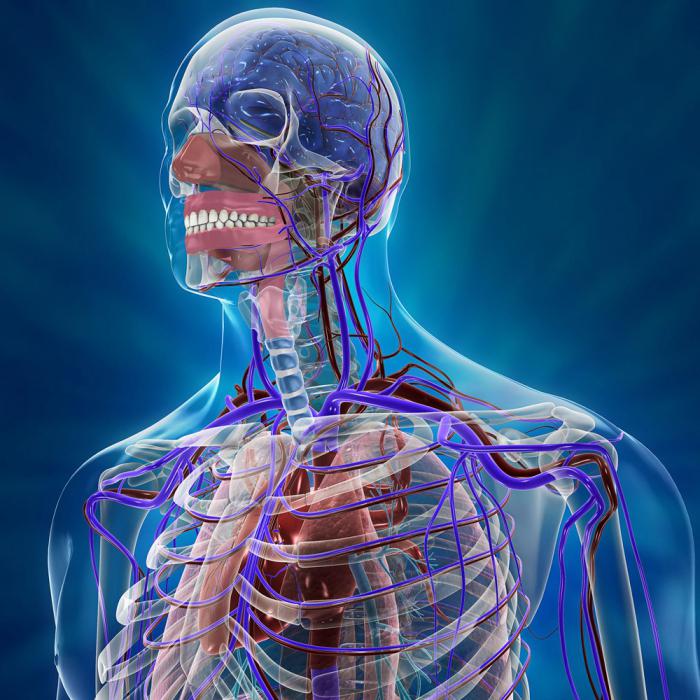 Внутренние органы человека картинка спереди