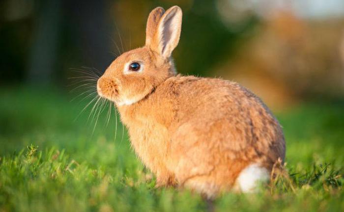 how long does a rabbit pregnancy last