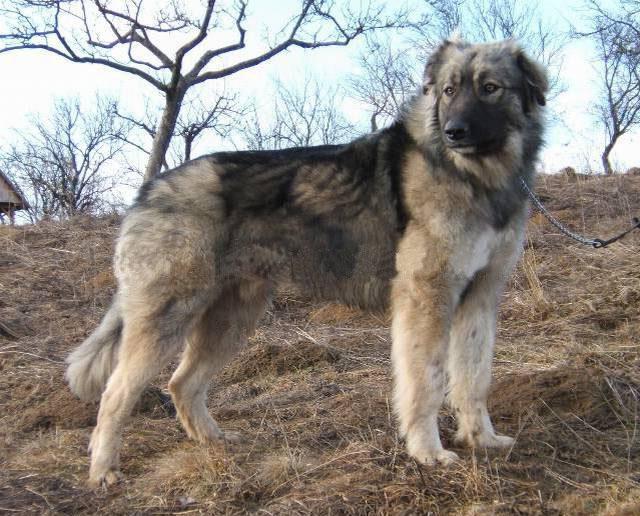 kennel yekaterinburg dogs stray