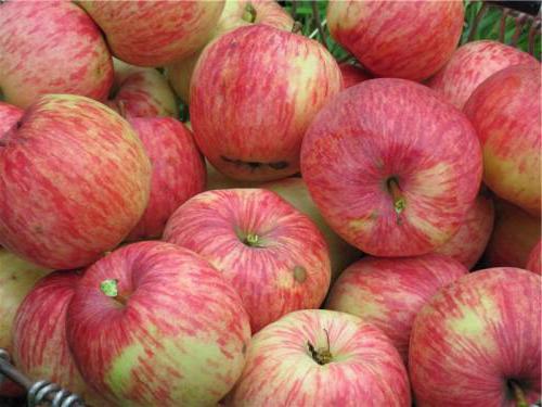 apple tree bellefler chinese variety description