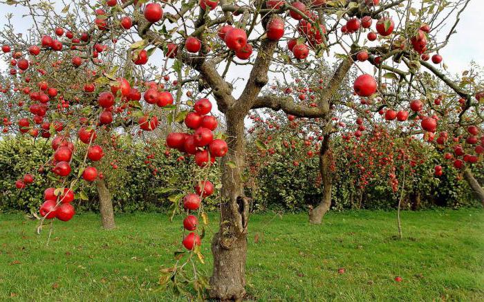 bellefler chinese apple tree