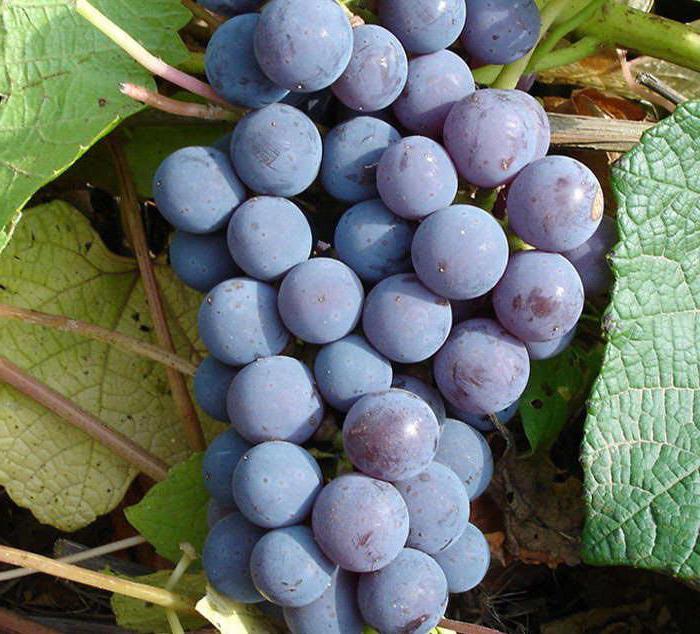 левокумский виноград