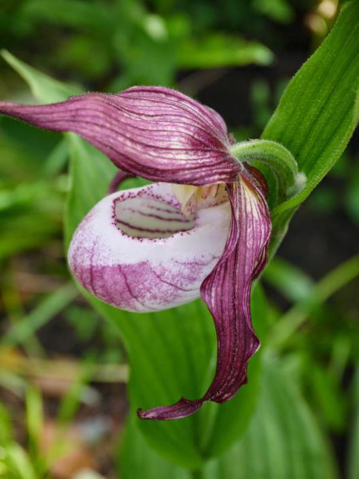 Venus slipper photo