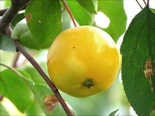 Яблоки Медовый Налив Фото