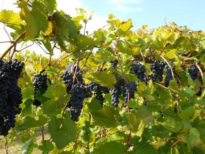 виноград фуршетный описание сорта