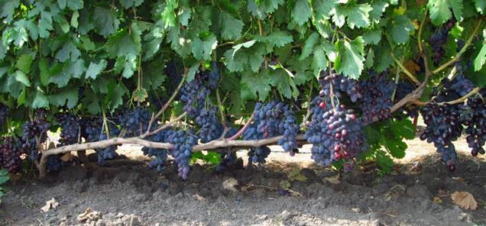  виноград фуршетный отзывы 