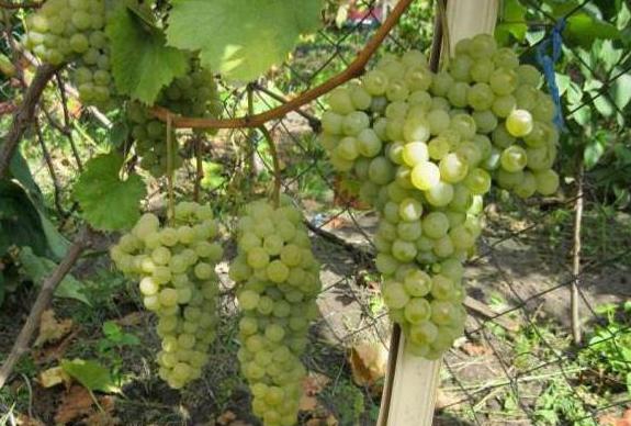 виноград цитронный магарача описание сорта