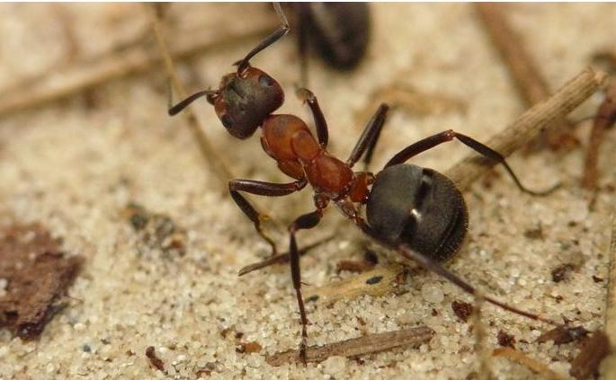 По кровати ползают муравьи