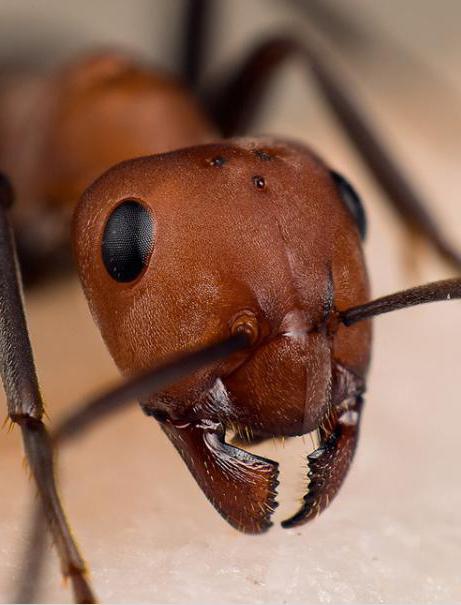красногрудый муравей древоточец