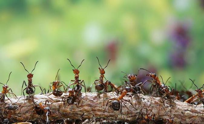 средство от муравьев древоточцев 