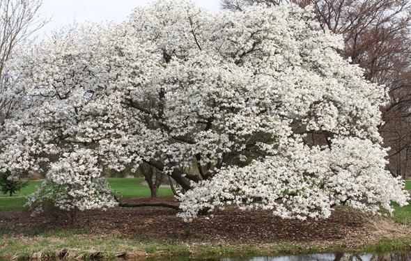 magnolia large flowering cultivation