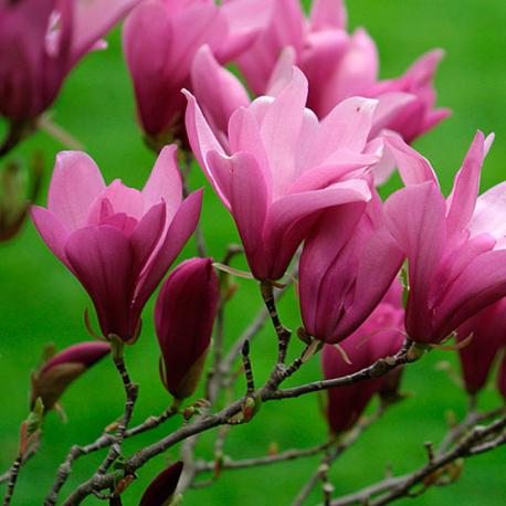 magnolia large-flowered photo