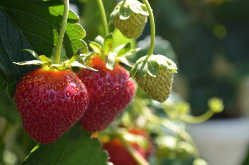 strawberry shelf grade description