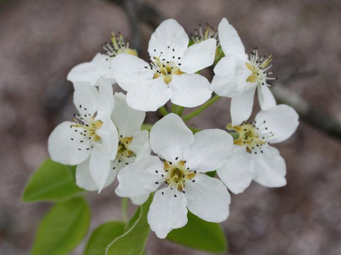 move for a pear in early spring