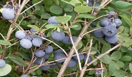 blueberry garden best varieties for Moscow region