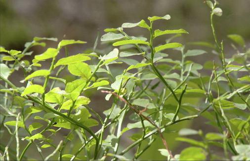 early varieties of garden blueberries for the suburbs