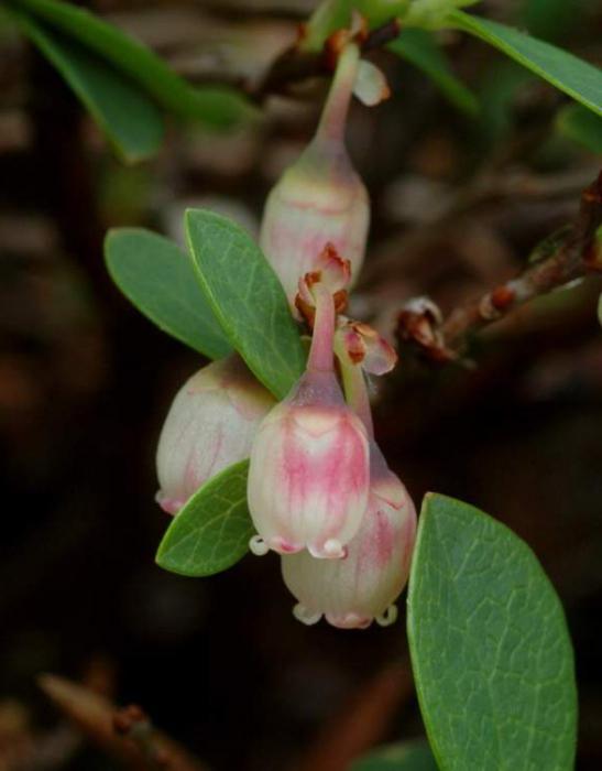 blueberries garden varieties for Moscow region Blucrop