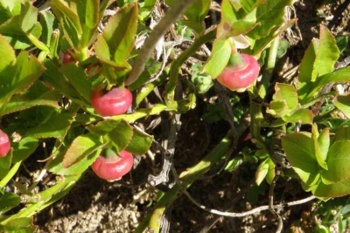 blueberries garden varieties for the suburbs low