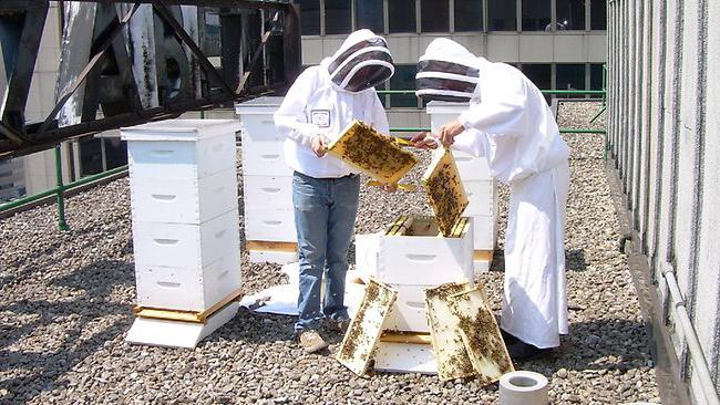 технология ухода за пчелами 
