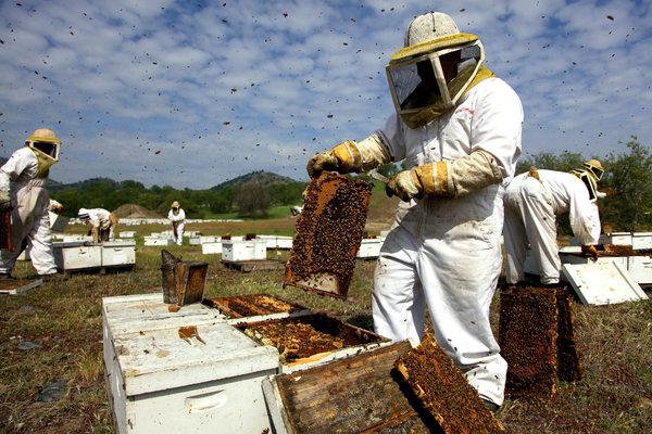 кашковский технология ухода за пчелами 