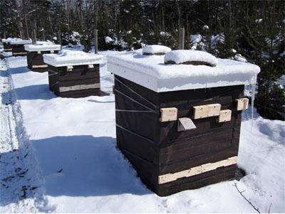 зимний уход за пчелами 