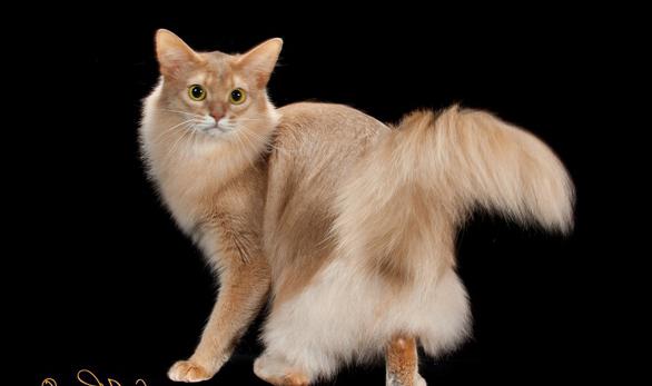 Somali cat