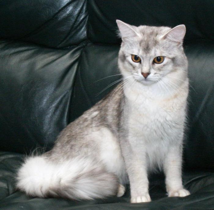 cat breed somali