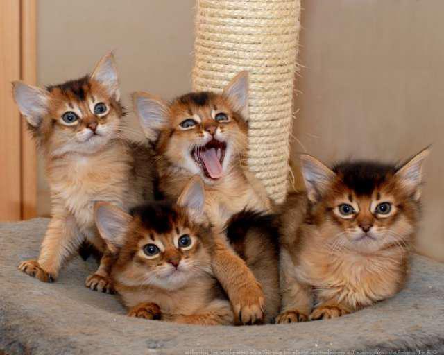 somali cat Price