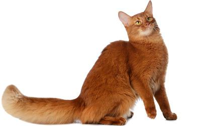 somali cat character