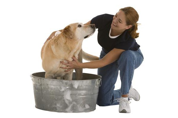 шампунь для собак с хлоргексидином доктор